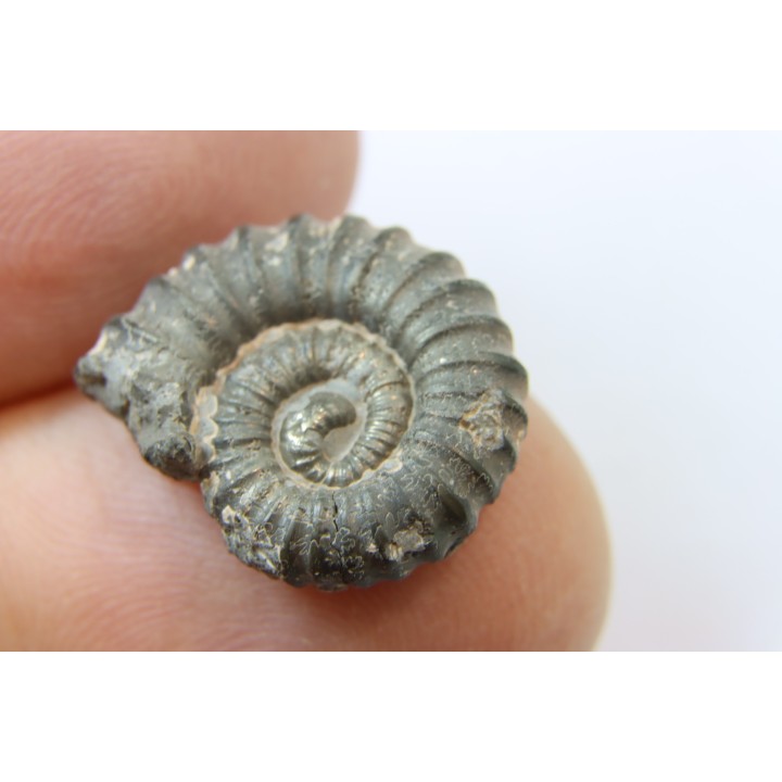 rare heteromorph ammonite Jouaniceras sicardi - Santonian - Sougraine, 11 -France