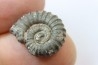 rare heteromorph ammonite Jouaniceras sicardi - Santonian - Sougraine, 11 -France