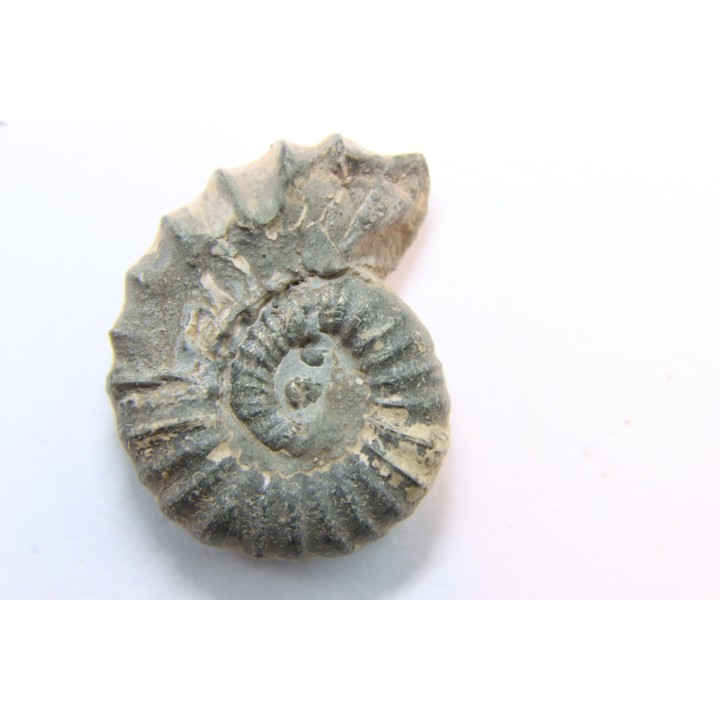 rare heteromorph ammonite Jouaniceras sicardi - Santonian - Sougraine, 11 -France
