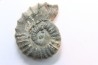 rare heteromorph ammonite Jouaniceras sicardi - Santonian - Sougraine, 11 -France