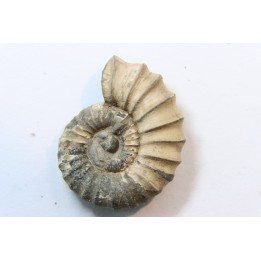 rare heteromorph ammonite Jouaniceras sicardi - Santonian - Sougraine, 11 -France