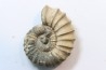 rare heteromorph ammonite Jouaniceras sicardi - Santonian - Sougraine, 11 -France