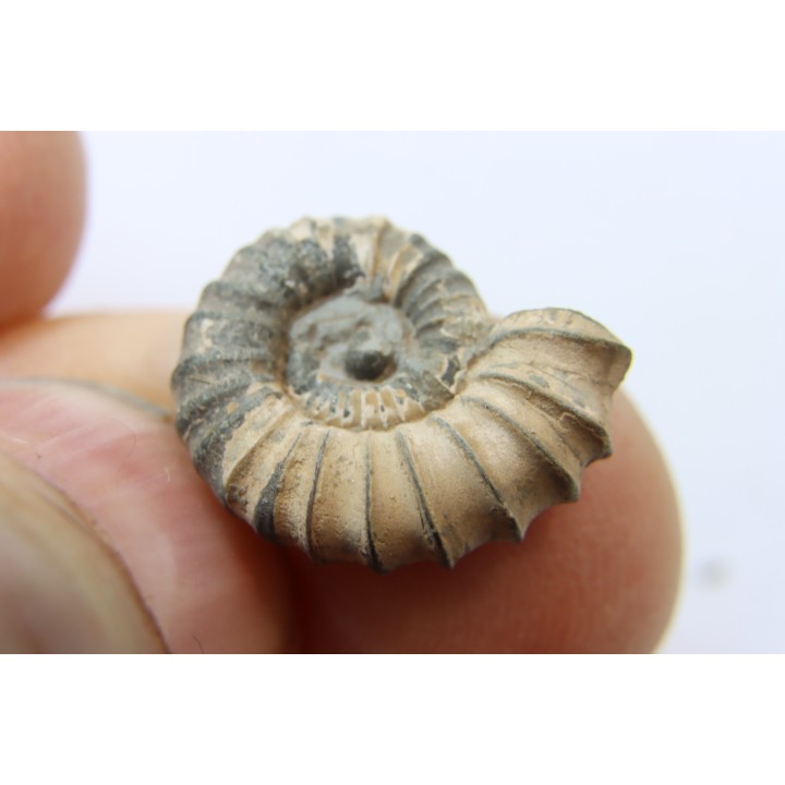 rare heteromorph ammonite Jouaniceras sicardi - Santonian - Sougraine, 11 -France