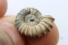 rare heteromorph ammonite Jouaniceras sicardi - Santonian - Sougraine, 11 -France