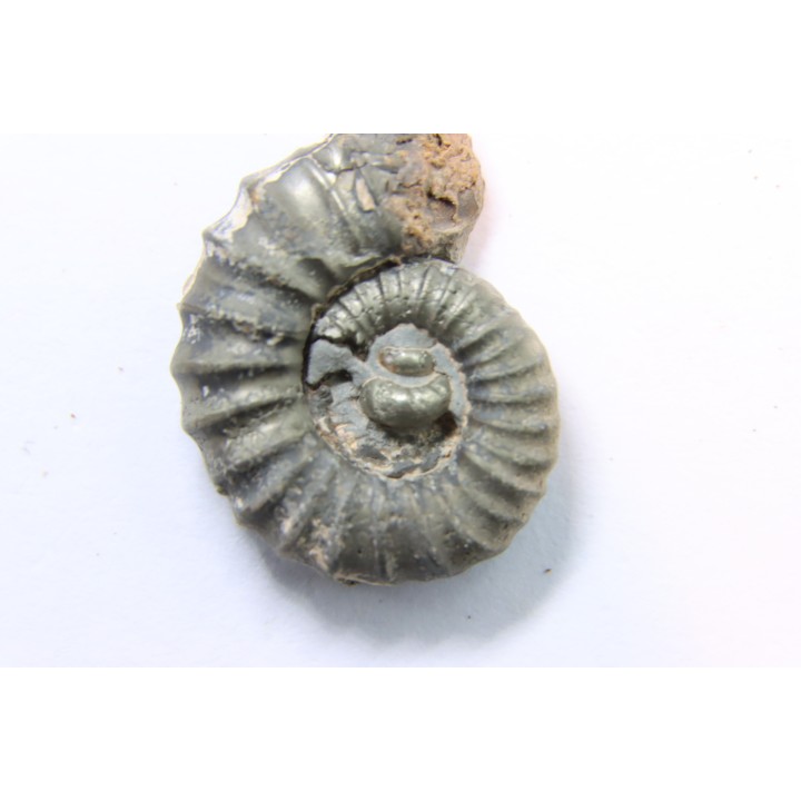 rare ammonite Jouaniceras sicardi - Santonien - Sougraine  -France