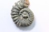 rare heteromorph ammonite Jouaniceras sicardi - Santonian - Sougraine, 11 -France