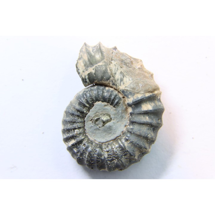 rare heteromorph ammonite Jouaniceras sicardi - Santonian - Sougraine, 11 -France