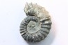 rare heteromorph ammonite Jouaniceras sicardi - Santonian - Sougraine, 11 -France