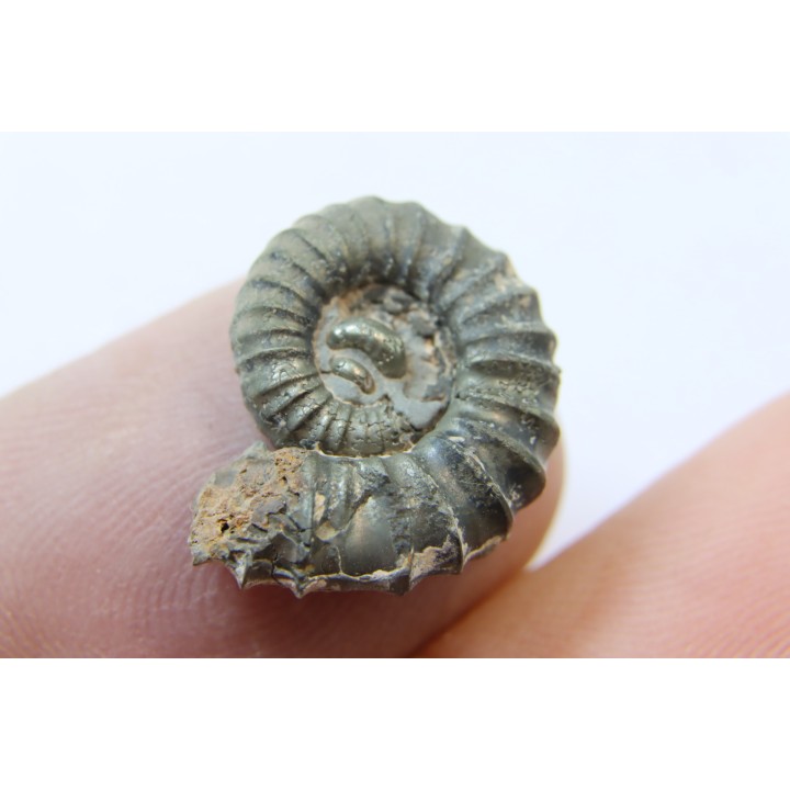 rare heteromorph ammonite Jouaniceras sicardi - Santonian - Sougraine, 11 -France