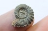 rare ammonite Jouaniceras sicardi - Santonien - Sougraine  -France