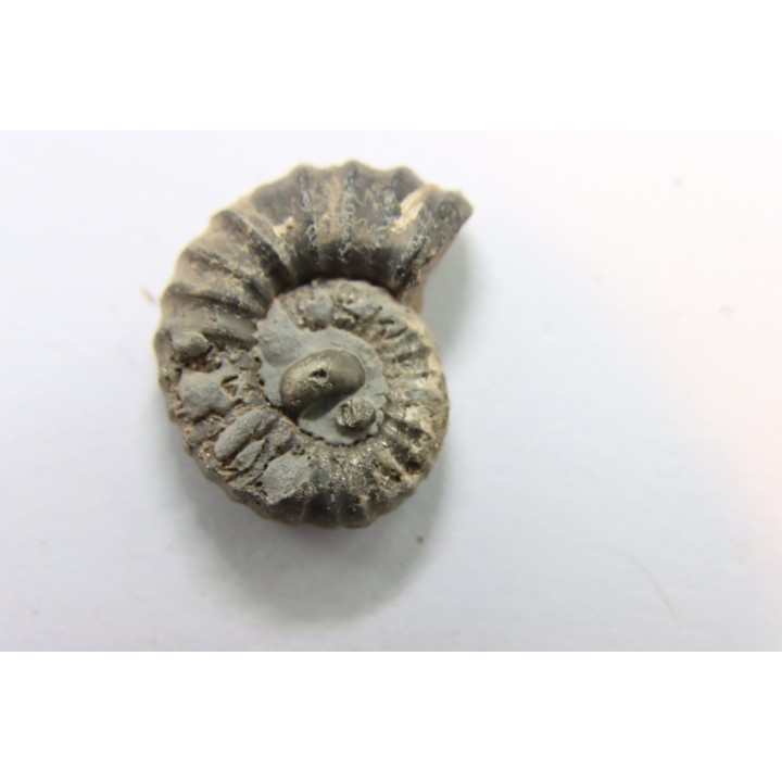 rare heteromorph ammonite Jouaniceras sicardi - Santonian - Sougraine, 11 -France