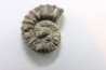 rare heteromorph ammonite Jouaniceras sicardi - Santonian - Sougraine, 11 -France