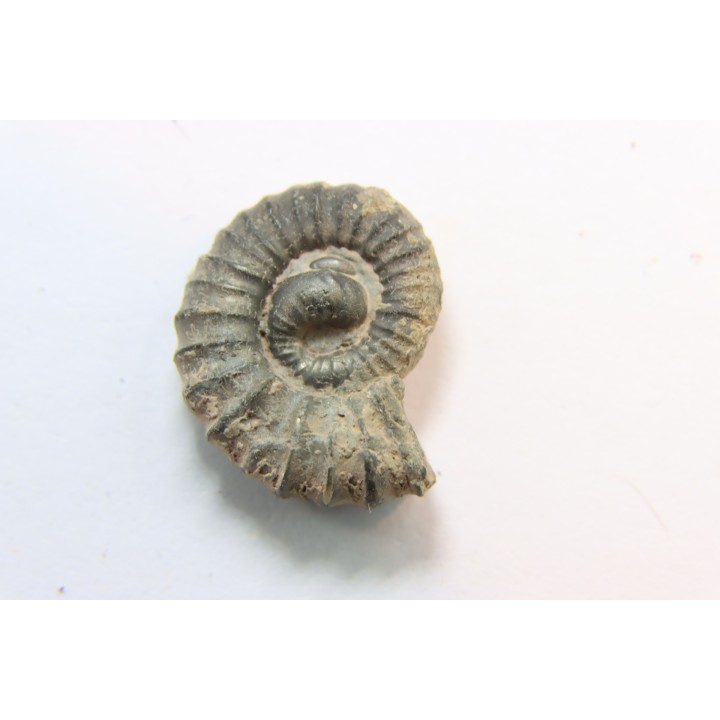 rare heteromorph ammonite Jouaniceras sicardi - Santonian - Sougraine, 11 -France