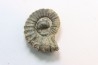 rare heteromorph ammonite Jouaniceras sicardi - Santonian - Sougraine, 11 -France