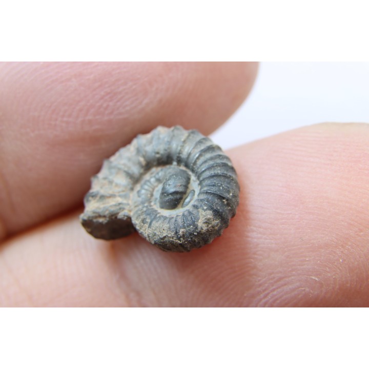 rare heteromorph ammonite Jouaniceras sicardi - Santonian - Sougraine, 11 -France