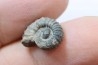 rare ammonite Jouaniceras sicardi - Santonien - Sougraine  -France