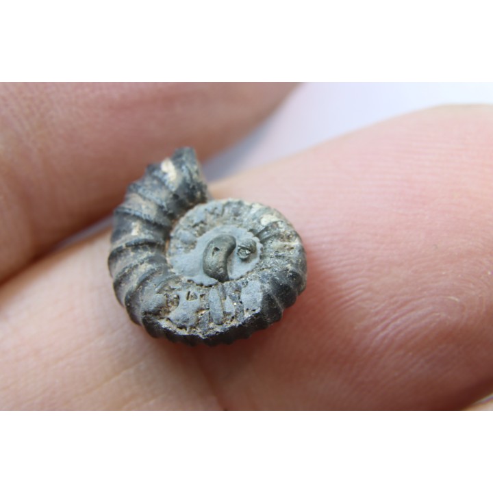 rare heteromorph ammonite Jouaniceras sicardi - Santonian - Sougraine, 11 -France