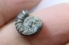 rare ammonite Jouaniceras sicardi - Santonien - Sougraine  -France