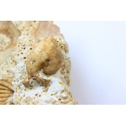 Oecoptychius refractus - callovien - Saint Laon – 86 - France