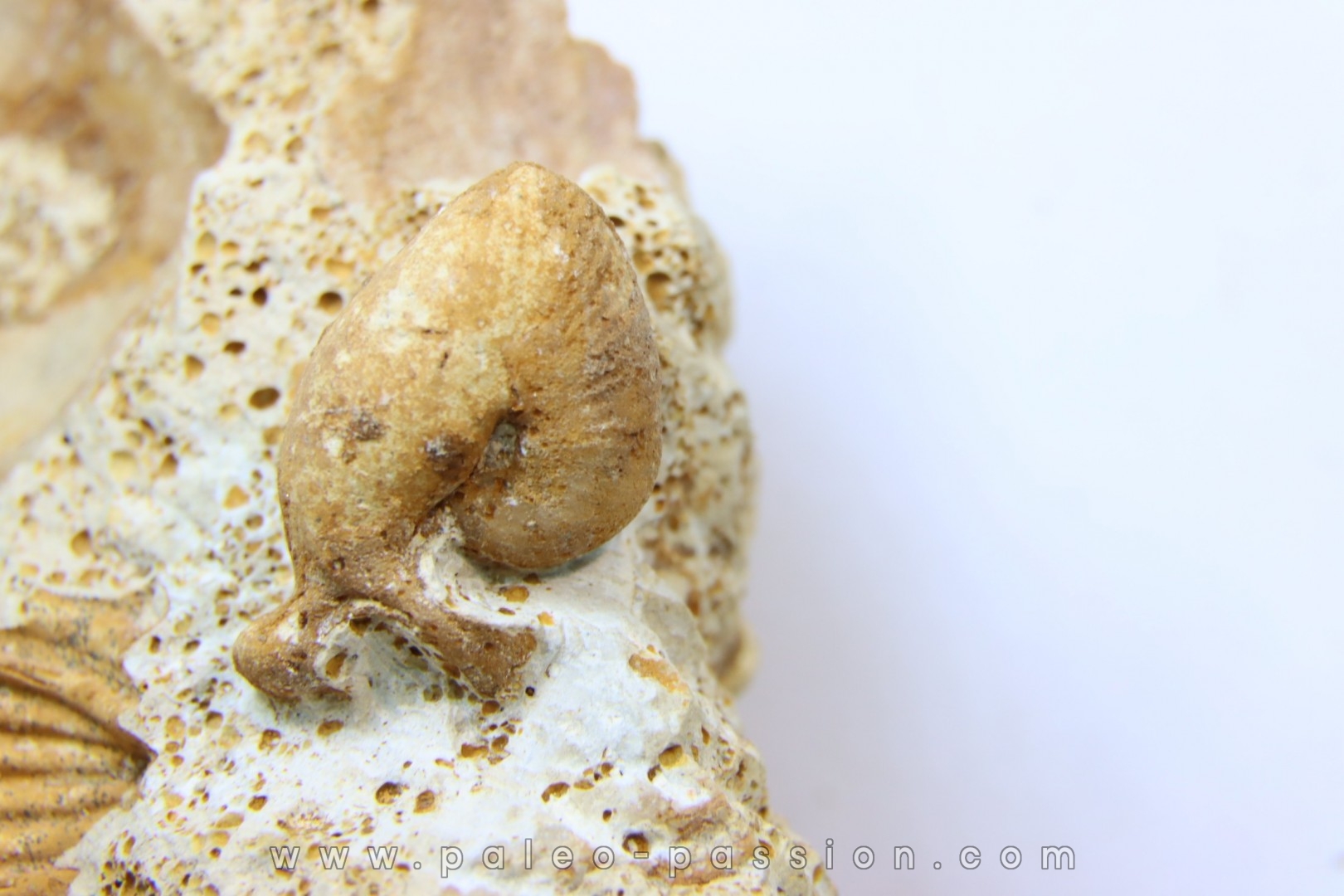 Oecoptychius refractus - callovien - Saint Laon – 86 - France