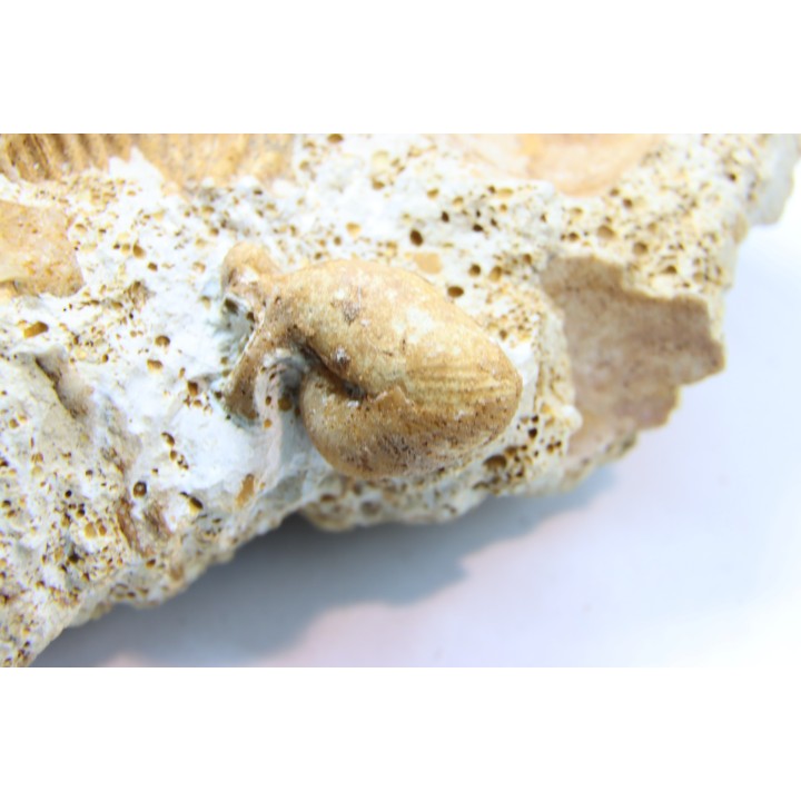 Oecoptychius refractus - callovien - Saint Laon – 86 - France