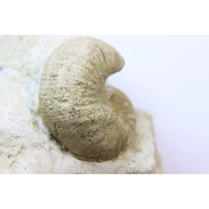 Scaphites lamberti - Cenomanian - Greez sur Roc, (72) - FRANCE