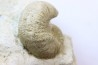 Scaphites lamberti - Cenomanian - Greez sur Roc, (72) - FRANCE