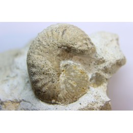 Scaphites lamberti - Cenomanian - Greez sur Roc, (72) - FRANCE