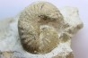Scaphites lamberti - Cenomanian - Greez sur Roc, (72) - FRANCE