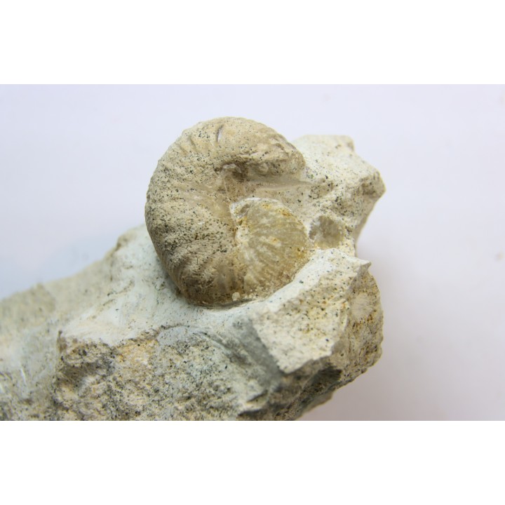 Scaphites lamberti - Cenomanian - Greez sur Roc, (72) - FRANCE