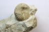 Scaphites lamberti - Cenomanian - Greez sur Roc, (72) - FRANCE