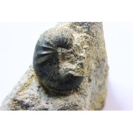 Scaphites lamberti - Cenomanian - Greez sur Roc, (72) - FRANCE