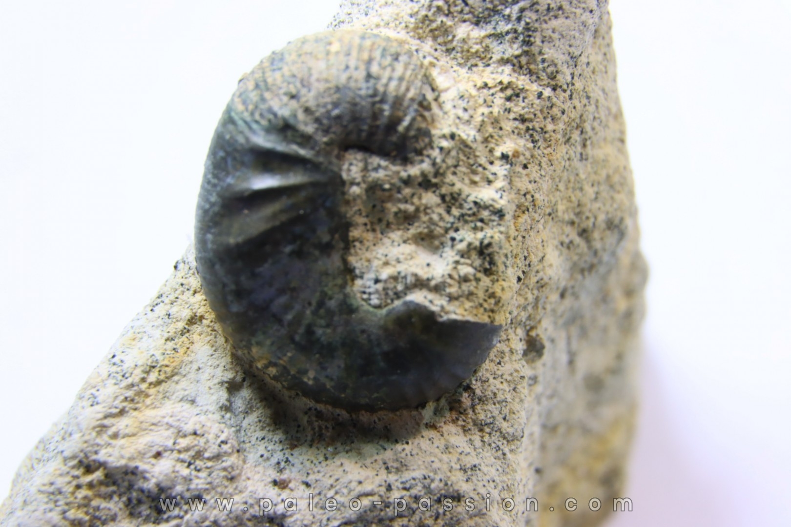 Scaphites lamberti - Cenomanian - Greez sur Roc, (72) - FRANCE