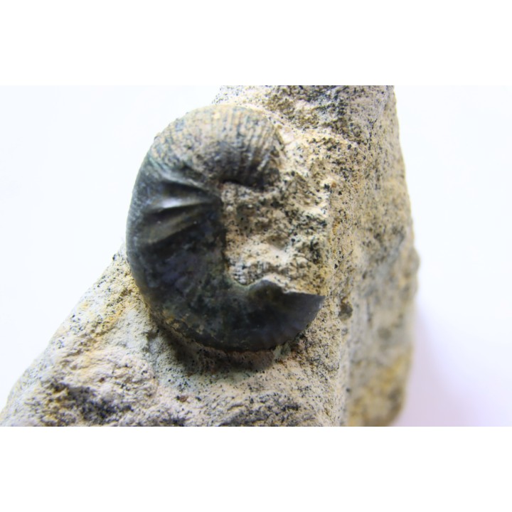 Scaphites lamberti - Cenomanian - Greez sur Roc, (72) - FRANCE
