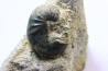 Scaphites lamberti - Cenomanian - Greez sur Roc, (72) - FRANCE