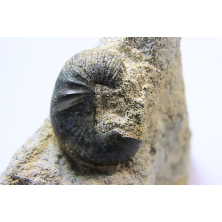 Scaphites lamberti - Cenomanian - Greez sur Roc, (72) - FRANCE
