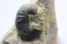 Scaphites lamberti - Cenomanian - Greez sur Roc, (72) - FRANCE