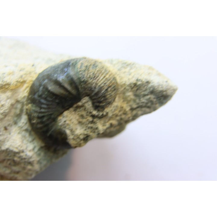 Scaphites lamberti - Cenomanian - Greez sur Roc, (72) - FRANCE