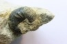 Scaphites lamberti - Cenomanian - Greez sur Roc, (72) - FRANCE