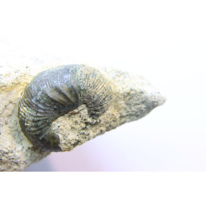 Scaphites lamberti - Cenomanian - Greez sur Roc, (72) - FRANCE