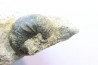 Scaphites lamberti - Cenomanian - Greez sur Roc, (72) - FRANCE