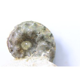 Schloenbachia coupei - Cenomanian - Greez sur Roc, (72) - FRANCE