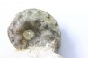 Schloenbachia coupei - Cenomanian - Greez sur Roc, (72) - FRANCE