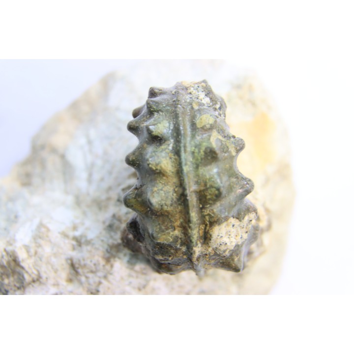Schloenbachia coupei - Cenomanian - Greez sur Roc, (72) - FRANCE