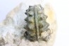 Schloenbachia coupei - Cenomanian - Greez sur Roc, (72) - FRANCE