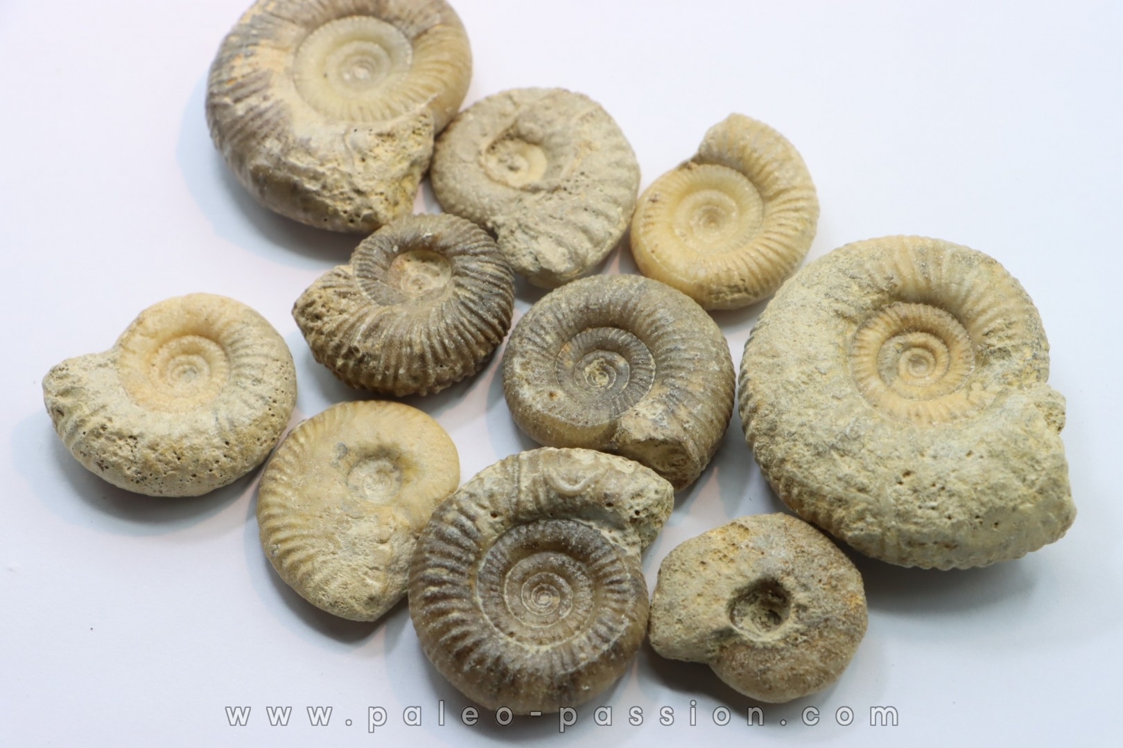 set of 10 indertermined ammonites - bathonian - Nièvre - FRANCE