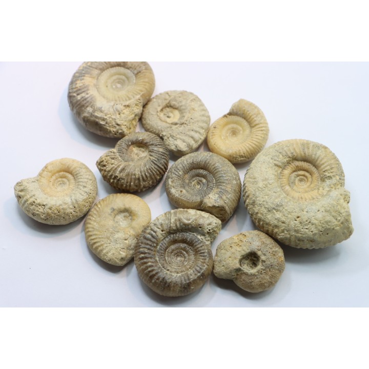 lot de 10 ammonites à determiner - bathonien - Nièvre 58 - FRANCE