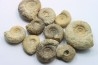 set of 10 indertermined ammonites - bathonian - Nièvre - FRANCE