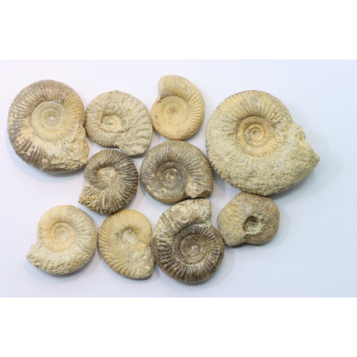 lot de 10 ammonites à determiner - bathonien - Nièvre 58 - FRANCE