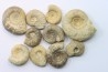 lot de 10 ammonites à determiner - bathonien - Nièvre 58 - FRANCE